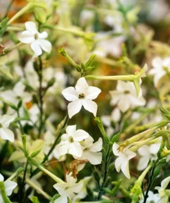100 Organic White Nicotiana Alata Seeds - Flowering Tobacco - Image 7