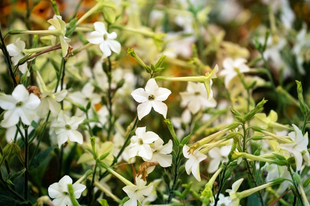 100 Organic White Nicotiana Alata Seeds - Flowering Tobacco - Image 7