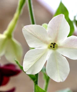 100 Organic White Nicotiana Alata Seeds - Flowering Tobacco - Image 8