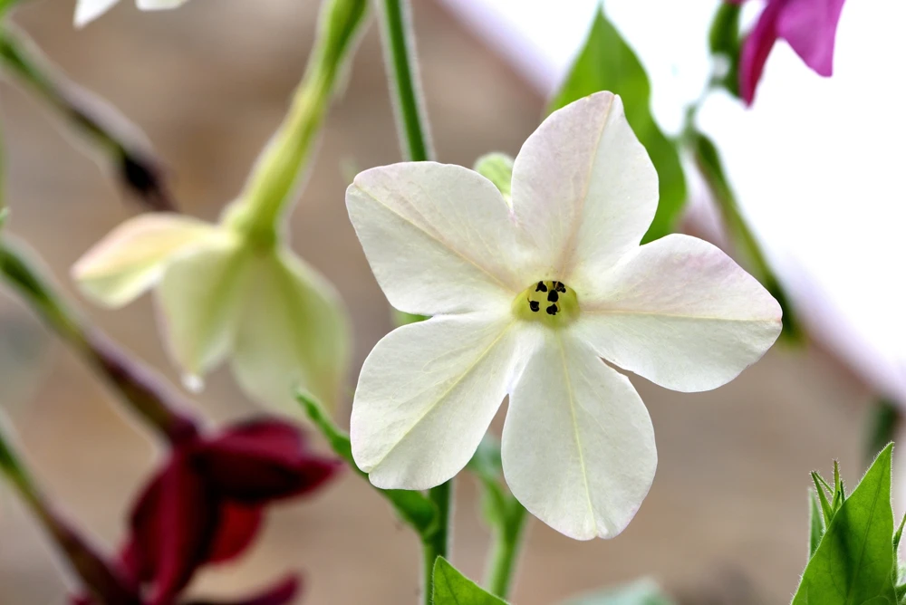 100 Organic White Nicotiana Alata Seeds - Flowering Tobacco - Image 8