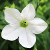 100 Organic White Nicotiana Alata Seeds - Flowering Tobacco - Image 1
