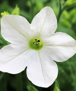 100 Organic White Nicotiana Alata Seeds - Flowering Tobacco - Image 1