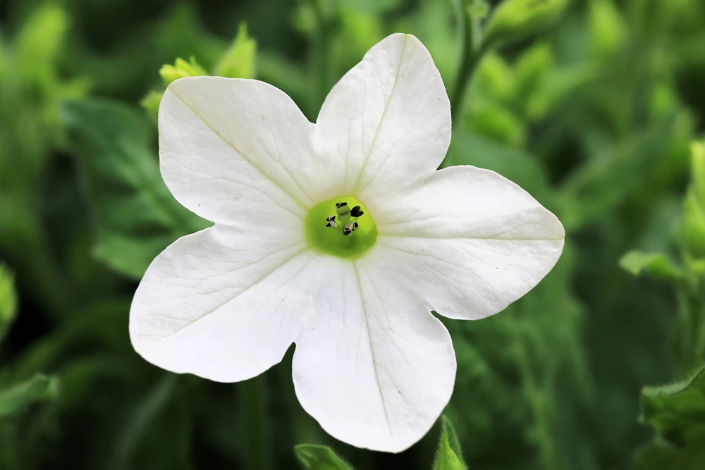 100 Organic White Nicotiana Alata Seeds - Flowering Tobacco - Image 1
