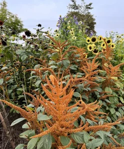 100 Pastel Autumns Touch Amaranthus Cruentus Bronze Coral Apricot Flower Seeds - Image 10
