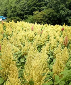 100 Pastel Autumns Touch Amaranthus Cruentus Bronze Coral Apricot Flower Seeds - Image 2