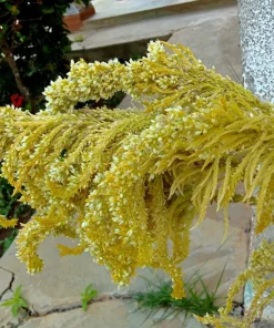 100 Pastel Autumns Touch Amaranthus Cruentus Bronze Coral Apricot Flower Seeds - Image 3