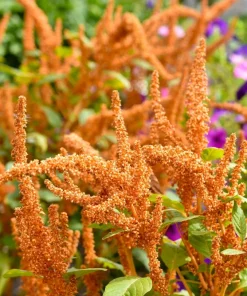 100 Pastel Autumns Touch Amaranthus Cruentus Bronze Coral Apricot Flower Seeds - Image 4