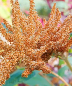 100 Pastel Autumns Touch Amaranthus Cruentus Bronze Coral Apricot Flower Seeds - Image 5