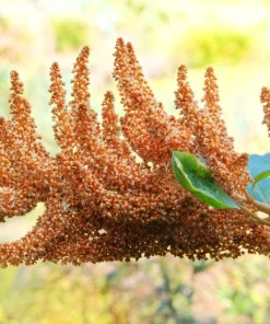 100 Pastel Autumns Touch Amaranthus Cruentus Bronze Coral Apricot Flower Seeds - Image 6