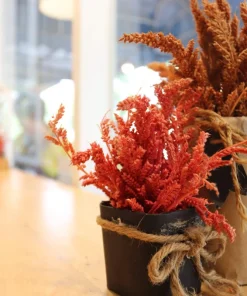 100 Pastel Autumns Touch Amaranthus Cruentus Bronze Coral Apricot Flower Seeds - Image 7