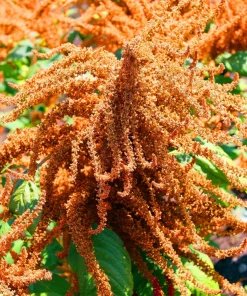 100 Pastel Autumns Touch Amaranthus Cruentus Bronze Coral Apricot Flower Seeds - Image 8