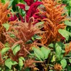 100 Pastel Autumns Touch Amaranthus Cruentus Bronze Coral Apricot Flower Seeds - Image 1