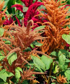 100 Pastel Autumns Touch Amaranthus Cruentus Bronze Coral Apricot Flower Seeds - Image 1