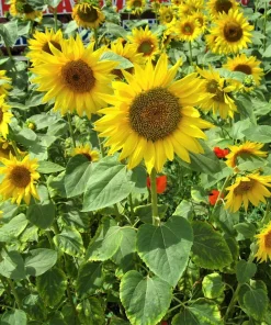 100 Peredovik Sunflower Seeds - Black Oilseed Yellow Flower Seeds - Image 10