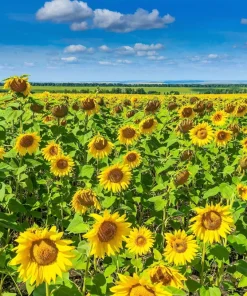 100 Peredovik Sunflower Seeds - Black Oilseed Yellow Flower Seeds - Image 2