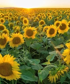 100 Peredovik Sunflower Seeds - Black Oilseed Yellow Flower Seeds - Image 3