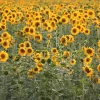 100 Peredovik Sunflower Seeds - Black Oilseed Yellow Flower Seeds - Image 1