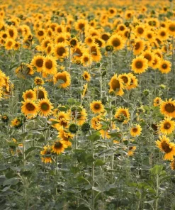 100 Peredovik Sunflower Seeds - Black Oilseed Yellow Flower Seeds - Image 1
