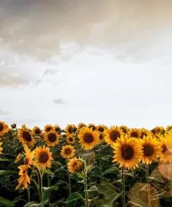 100 Peredovik Sunflower Seeds - Black Oilseed Yellow Flower Seeds - Image 5