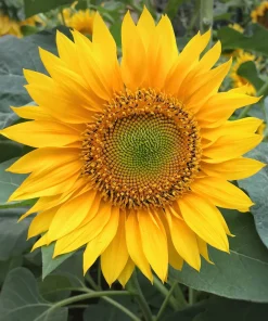 100 Peredovik Sunflower Seeds - Black Oilseed Yellow Flower Seeds - Image 6
