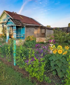 100 Peredovik Sunflower Seeds - Black Oilseed Yellow Flower Seeds - Image 8