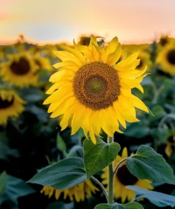 100 Peredovik Sunflower Seeds - Black Oilseed Yellow Flower Seeds - Image 9