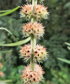 100 Pink Chinese Motherwort Seeds - Leonurus Japonicus Honey Herb Flower - Image 10