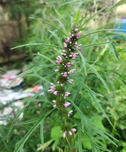 100 Pink Chinese Motherwort Seeds - Leonurus Japonicus Honey Herb Flower - Image 11
