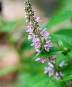 100 Pink Chinese Motherwort Seeds - Leonurus Japonicus Honey Herb Flower - Image 12