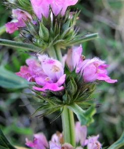 100 Pink Chinese Motherwort Seeds - Leonurus Japonicus Honey Herb Flower - Image 13