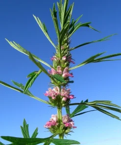 100 Pink Chinese Motherwort Seeds - Leonurus Japonicus Honey Herb Flower - Image 14