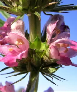 100 Pink Chinese Motherwort Seeds - Leonurus Japonicus Honey Herb Flower - Image 15