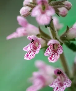 100 Pink Chinese Motherwort Seeds - Leonurus Japonicus Honey Herb Flower - Image 2