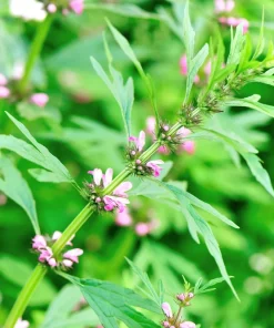 100 Pink Chinese Motherwort Seeds - Leonurus Japonicus Honey Herb Flower - Image 3