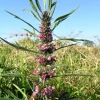 100 Pink Chinese Motherwort Seeds - Leonurus Japonicus Honey Herb Flower - Image 1