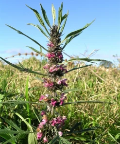 100 Pink Chinese Motherwort Seeds - Leonurus Japonicus Honey Herb Flower - Image 1