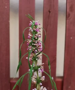 100 Pink Chinese Motherwort Seeds - Leonurus Japonicus Honey Herb Flower - Image 4