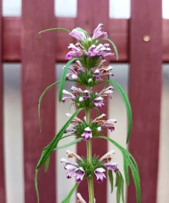 100 Pink Chinese Motherwort Seeds - Leonurus Japonicus Honey Herb Flower - Image 5