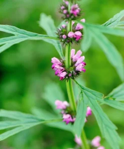 100 Pink Chinese Motherwort Seeds - Leonurus Japonicus Honey Herb Flower - Image 6
