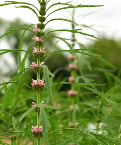100 Pink Chinese Motherwort Seeds - Leonurus Japonicus Honey Herb Flower - Image 7