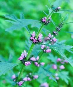 100 Pink Chinese Motherwort Seeds - Leonurus Japonicus Honey Herb Flower - Image 8