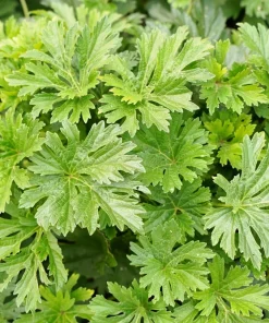 100 Pink Chinese Motherwort Seeds - Leonurus Japonicus Honey Herb Flower - Image 9
