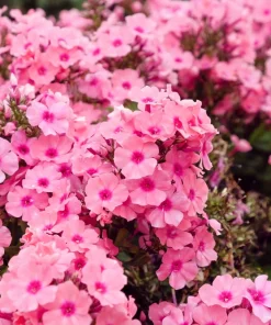 100 Pink Drummond Phlox Seeds - Phlox Drummondii Flower Seeds for Gardens - Image 2