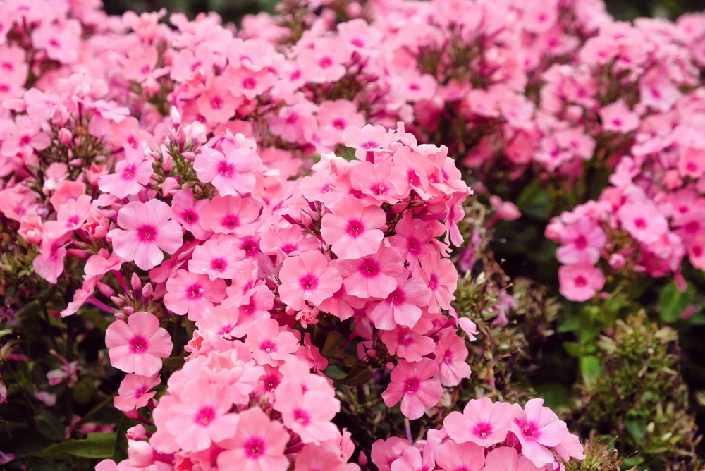 100 Pink Drummond Phlox Seeds - Phlox Drummondii Flower Seeds for Gardens - Image 2