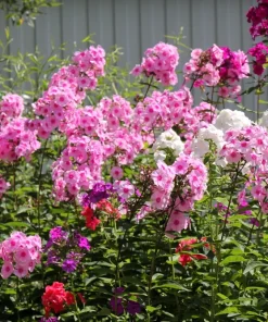 100 Pink Drummond Phlox Seeds - Phlox Drummondii Flower Seeds for Gardens - Image 3