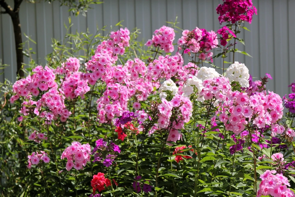 100 Pink Drummond Phlox Seeds - Phlox Drummondii Flower Seeds for Gardens - Image 3