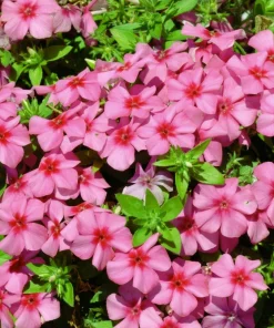 100 Pink Drummond Phlox Seeds - Phlox Drummondii Flower Seeds for Gardens - Image 4