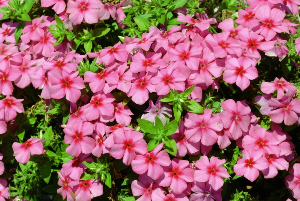 100 Pink Drummond Phlox Seeds - Phlox Drummondii Flower Seeds for Gardens - Image 4