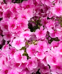 100 Pink Drummond Phlox Seeds - Phlox Drummondii Flower Seeds for Gardens - Image 5