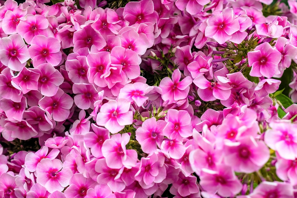 100 Pink Drummond Phlox Seeds - Phlox Drummondii Flower Seeds for Gardens - Image 5